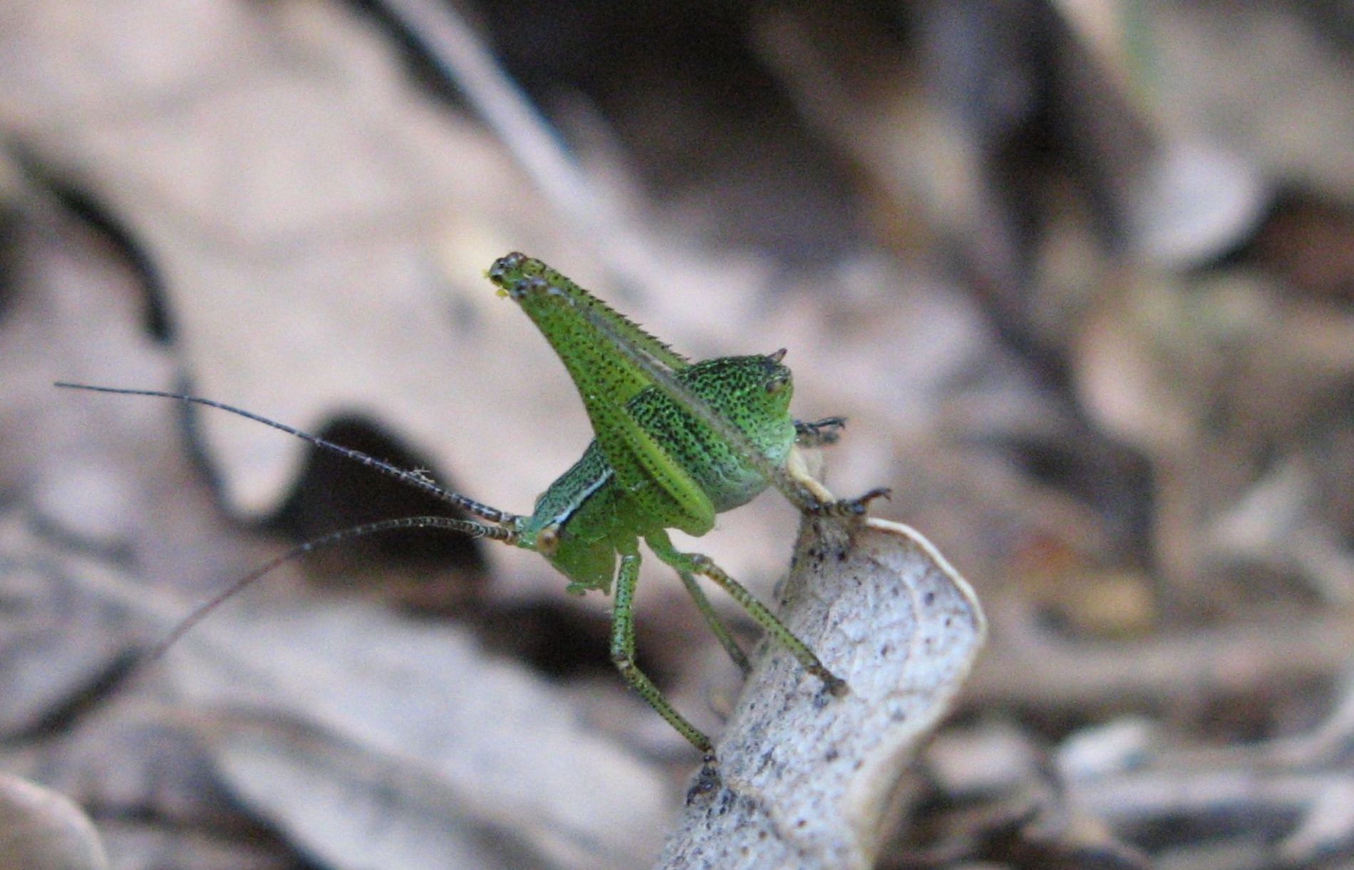 Neanide di Phaneropteridae